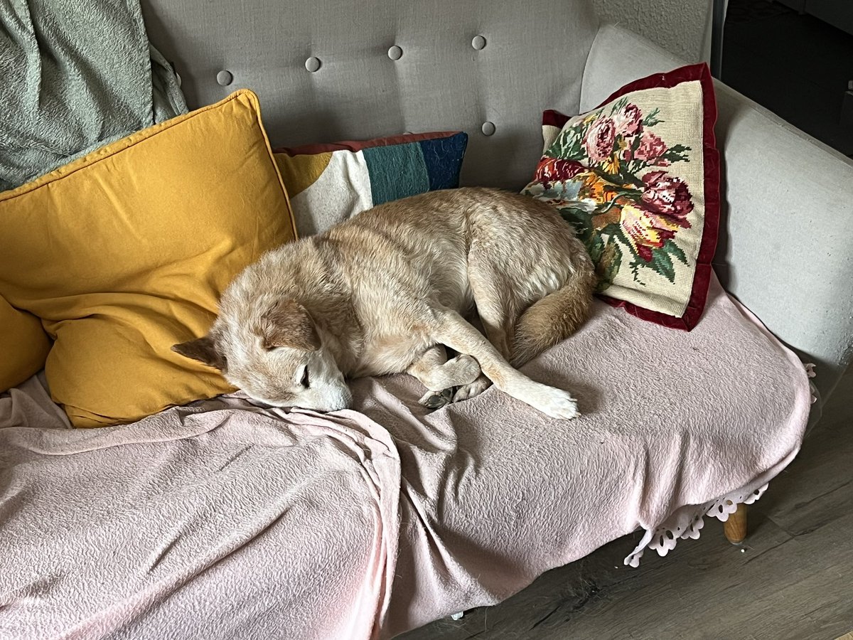 turbojoul's tweet photo. L’éreintante journée de Jim, un thread. 

⚠️WARNING : Ce thread doux et mignon n’est pas l’usage sur Twitter, merci d’en prendre connaissance avant de le commencer. https://t.co/P9hQ8kJqLw