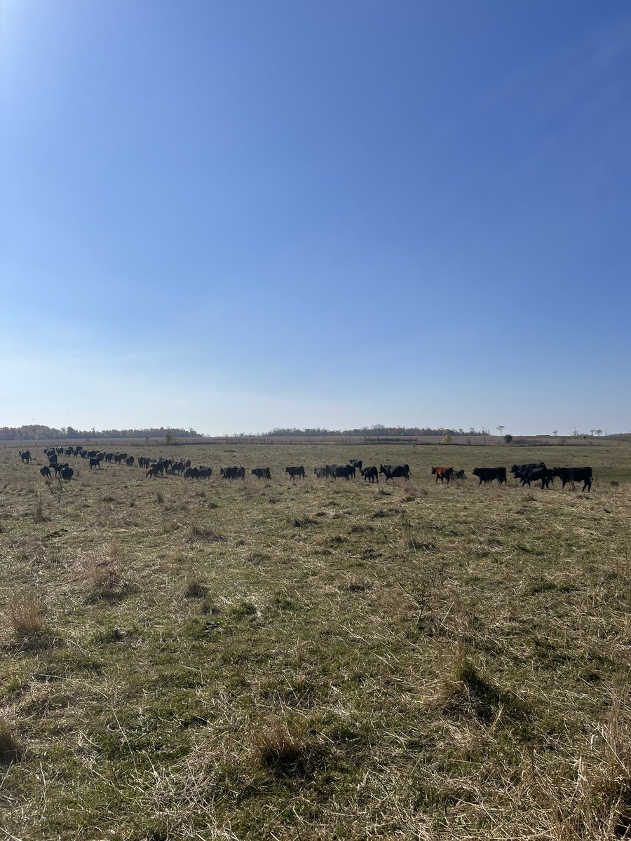 Move cows onto the last pasture yesterday. 
Calves are looking great, ready for Keady November 8th!