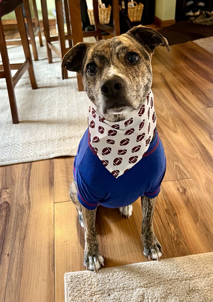 Allentown1711's tweet photo. #PoppyGrace #GameFit #billsmafia #GoBills 🦬🤍♥️💙🏈 https://t.co/EyywFt1Pkj