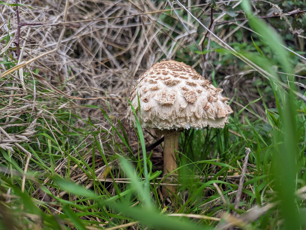 CraftyCornfield's tweet photo. A very mushroom filled walk today! 

#fungi #walking #nature #friendship https://t.co/TXlNzwa5la