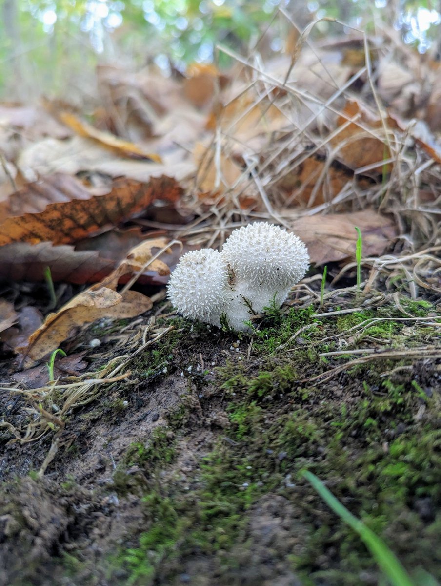 CraftyCornfield's tweet photo. A very mushroom filled walk today! 

#fungi #walking #nature #friendship https://t.co/TXlNzwa5la