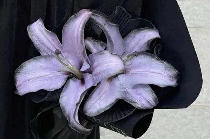 Purple Lilies