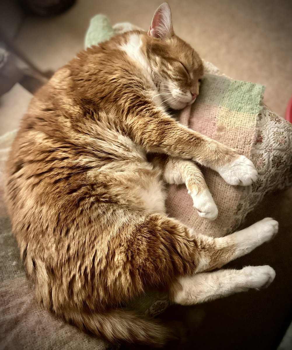devilscustard's tweet photo. Thank you to everyone who liked the photo of Ben yesterday. I’m sure he would be grateful - however he is sleeping in front of the fire and thinking of absolutely nothing😁Elderly pets deserve this life after years of loving us. #BeMoreBen https://t.co/YTQBCn6vWM