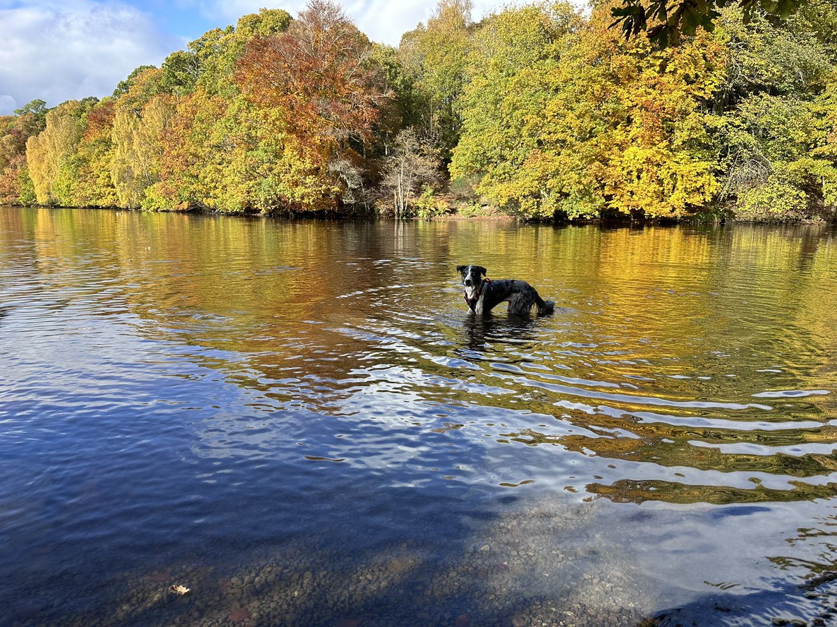 PWG71's tweet photo. Beautiful autumnal day around Loch Faskally in Pitlochry with my Bonnie!

#bonnie #bordercollie https://t.co/VFLaa3nyr0