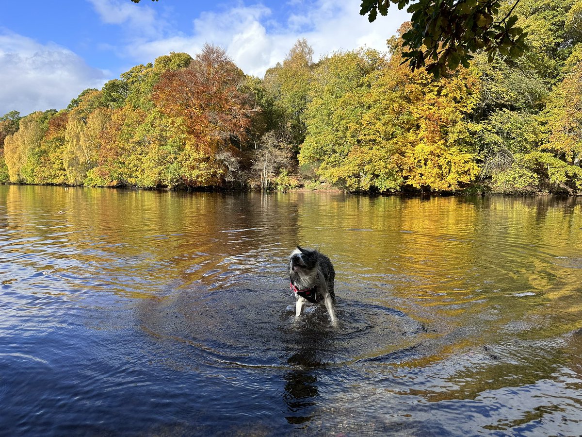 PWG71's tweet photo. Beautiful autumnal day around Loch Faskally in Pitlochry with my Bonnie!

#bonnie #bordercollie https://t.co/VFLaa3nyr0