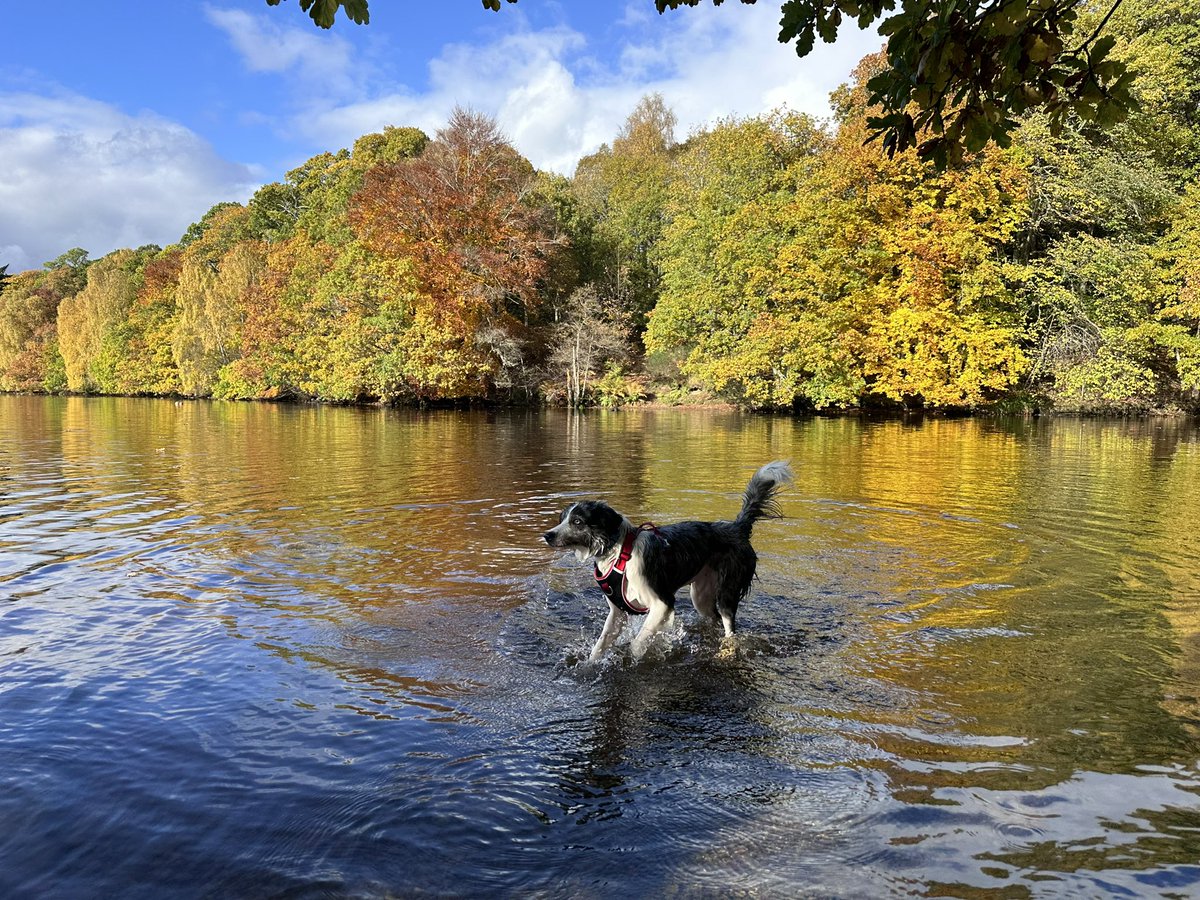PWG71's tweet photo. Beautiful autumnal day around Loch Faskally in Pitlochry with my Bonnie!

#bonnie #bordercollie https://t.co/VFLaa3nyr0