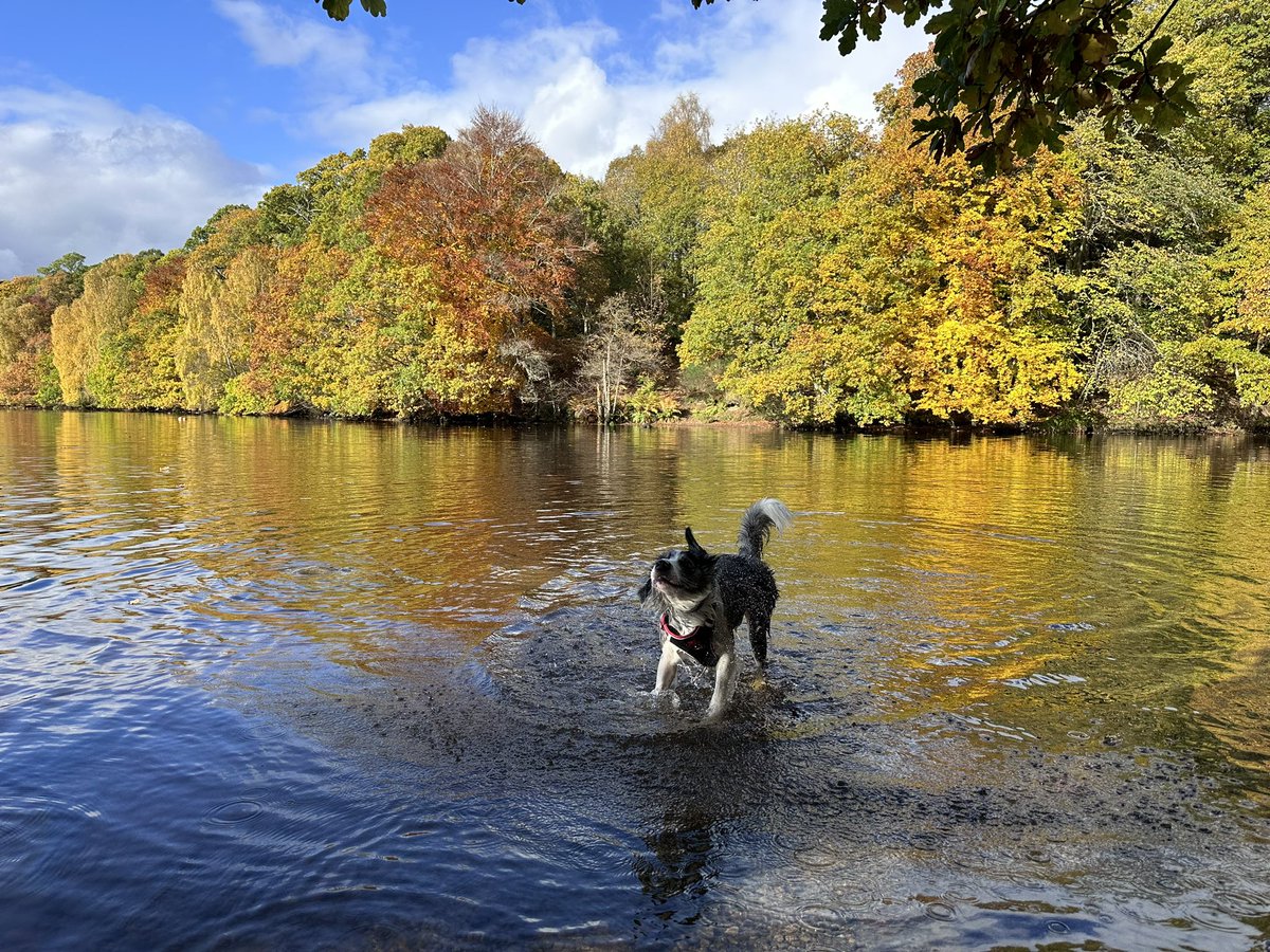 PWG71's tweet photo. Beautiful autumnal day around Loch Faskally in Pitlochry with my Bonnie!

#bonnie #bordercollie https://t.co/VFLaa3nyr0