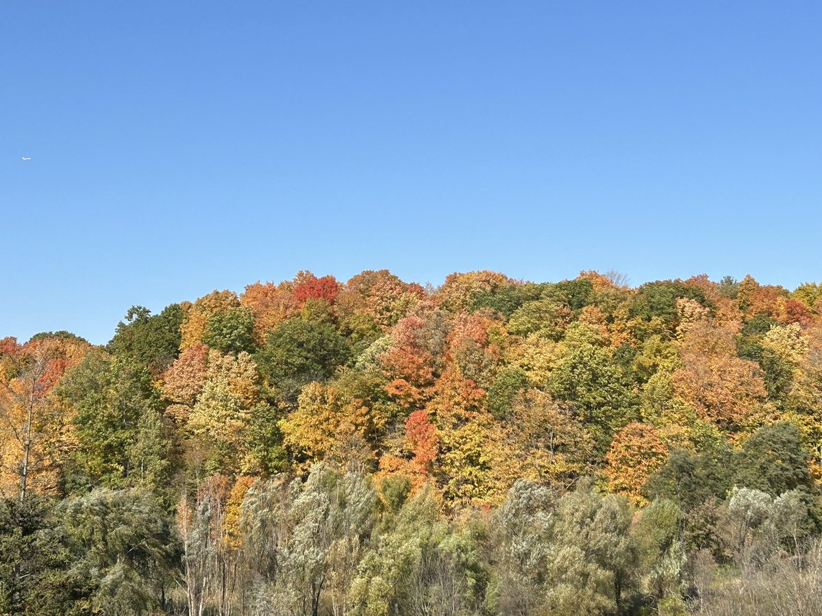 MissBehave11's tweet photo. "But in October what a feast to the eye our woods and groves present! The whole body of the air seems enriched by their calm, slow radiance. They are giving back the light they have been absorbing from the sun all summer."
~ John Burroughs

📸 @8oslady https://t.co/UMuuCNHtqI