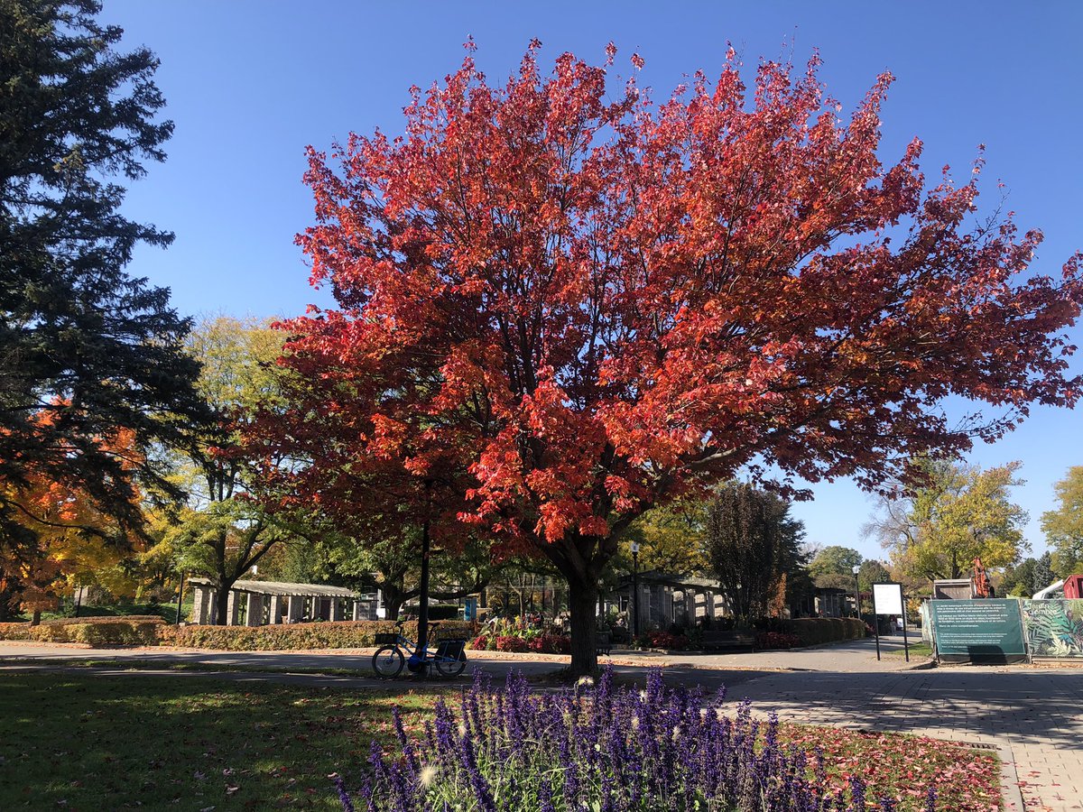 CL_opez's tweet photo. Even in the Fall, it was a lovely walk through the Botanical Gardens earlier today @EspacePourLaVie #mtlfall #mtlmoments https://t.co/InJtEE9Tmd