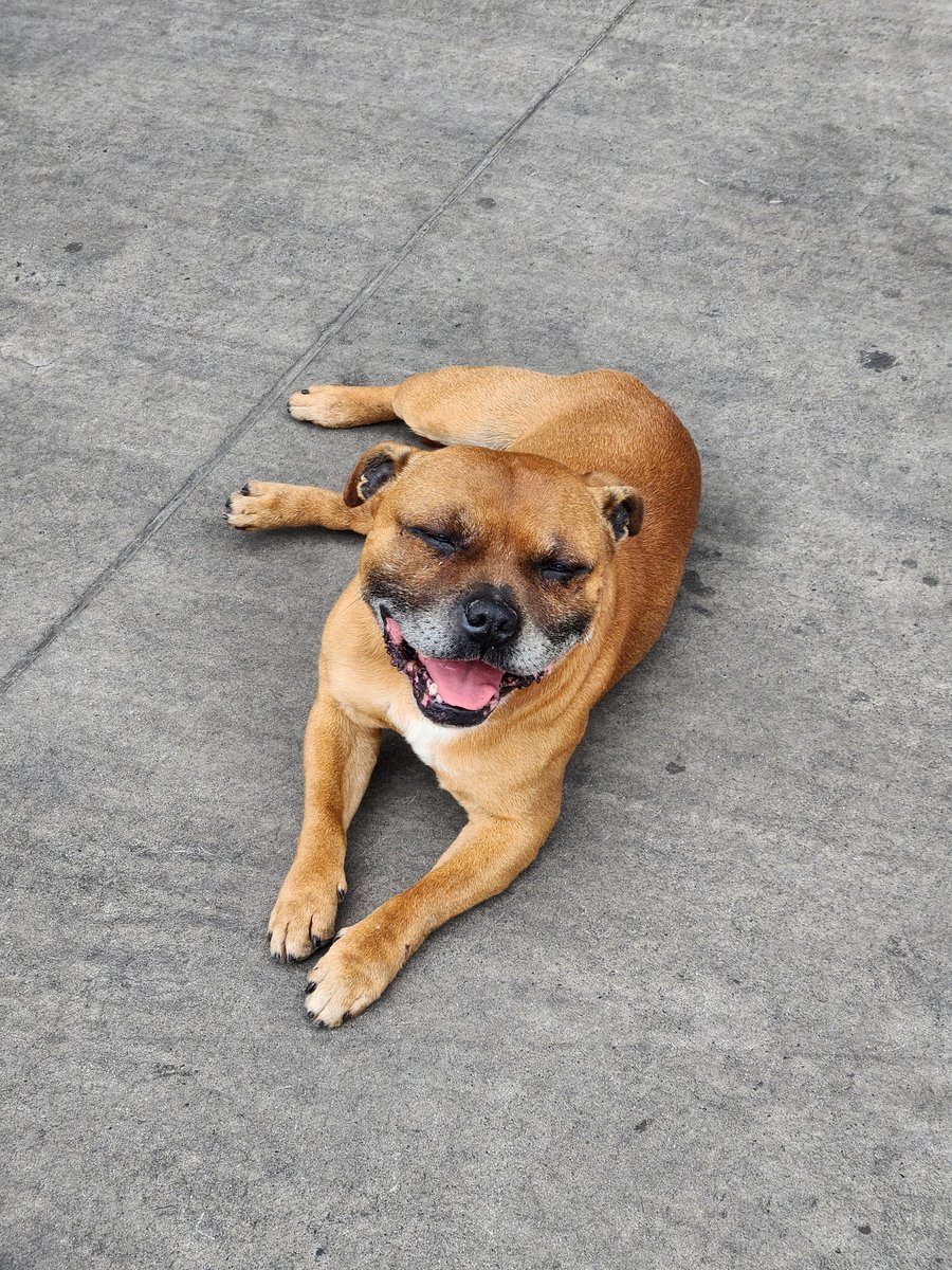 feelgueta's tweet photo. Perro perdido en unimarc av españa https://t.co/fJPQiXRLBP