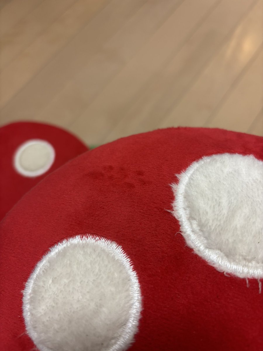 たくさんお毛毛抜いてもらったよぉ♪
#チンチラ #換毛期 #モリモリ