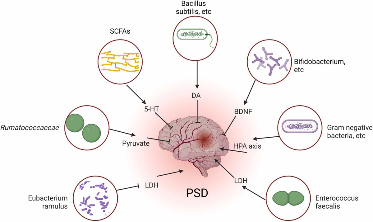 Exploring the pathogenesis and treatment of #PSD Post-stroke depression from the perspective of gut #microbiota
sciencedirect.com/science/articl…