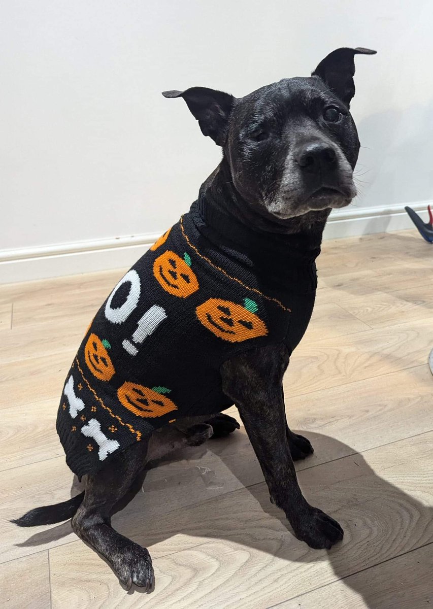 funky_fifi's tweet photo. @howdenlocaluk #HowdensHowloween 🥹 my beautiful one eyed elderly bestie, Gus ❤️❤️❤️🎃👻🎃😍🎃 https://t.co/kpRmD8Yw9i