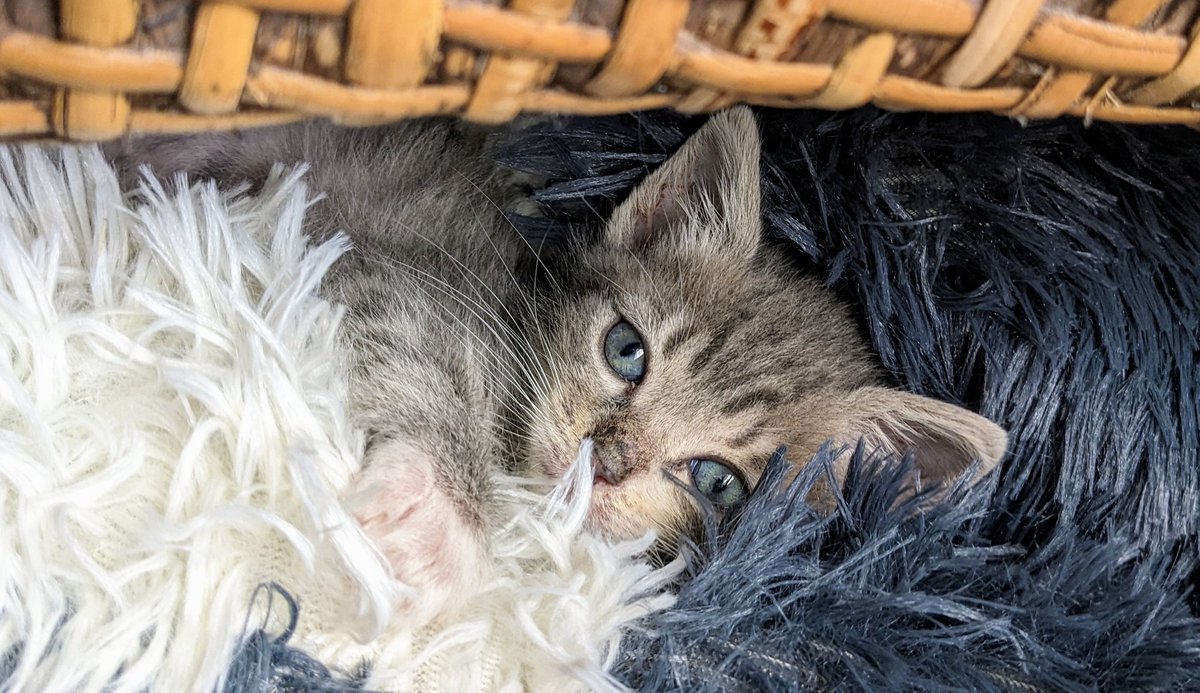 chs_teri's tweet photo. Orphan kitty is 7 weeks old now and doing great. He is a playing and purring machine. He has grown a lot. Since the cat distribution system chose me, I guess there's no choice but to keep him. ❤️ #catdistribution https://t.co/IC2mVro5wU