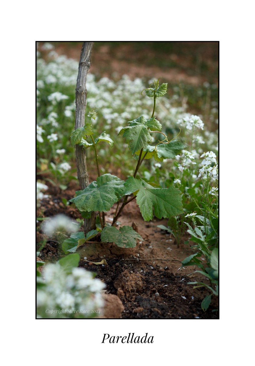 CampdEstrelles's tweet image. Another #Parellada coming back from above the graft. What makes this one particularly significant for me is that this is one that I grafted (rather than buying) in 2020, so I we kinda have that special bond…
😉🍇🥂🇪🇸Lol