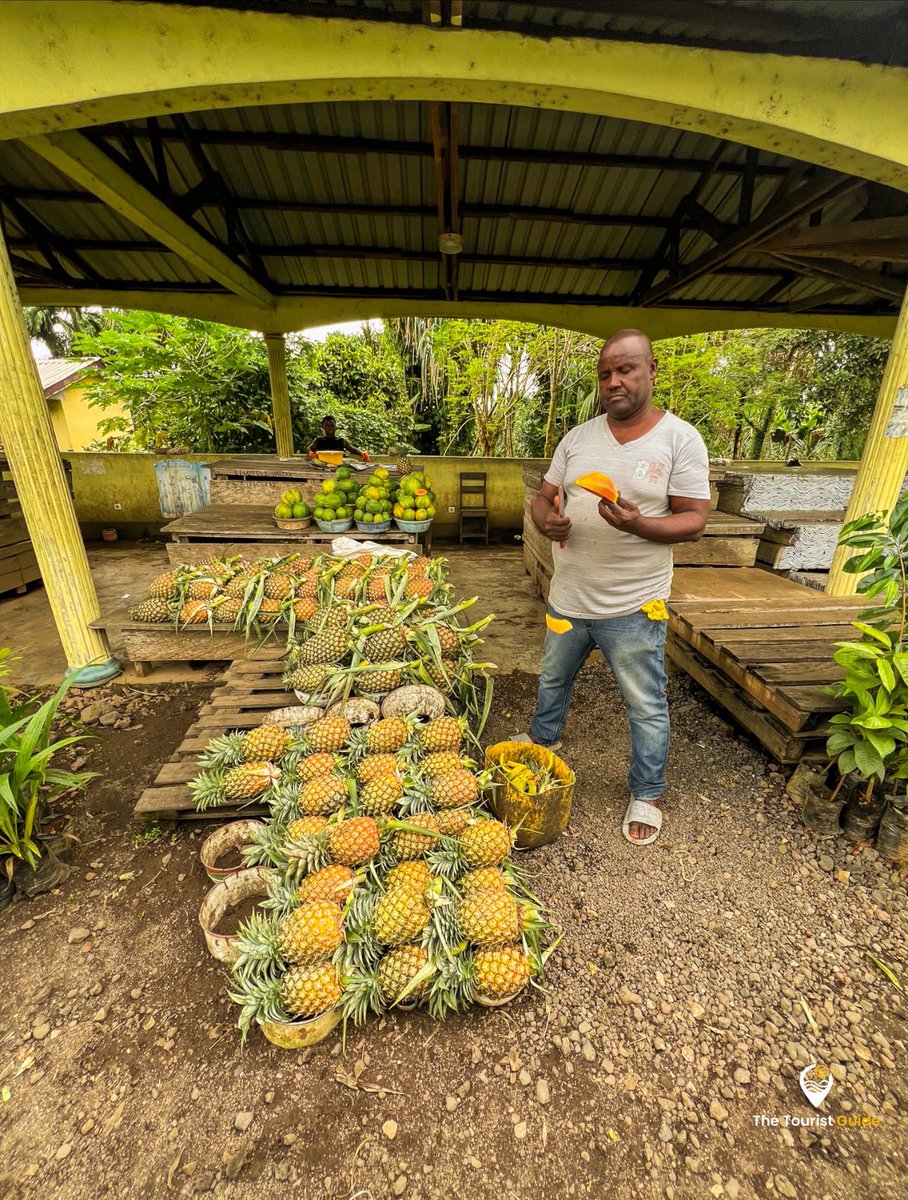 TheTouristG_'s tweet photo. Explorer le Cameroun, c’est aussi savourer sa street food riche et variée 🌍🍍. De Penja à d’autres villes, chaque bouchée raconte une histoire 🥘🍌. Une expérience culinaire inoubliable !
#StreetFoodCameroun #VoyageGourmand #TheTouristGuide #DécouverteCameroun #Penja https://t.co/bhRt0VWX9i