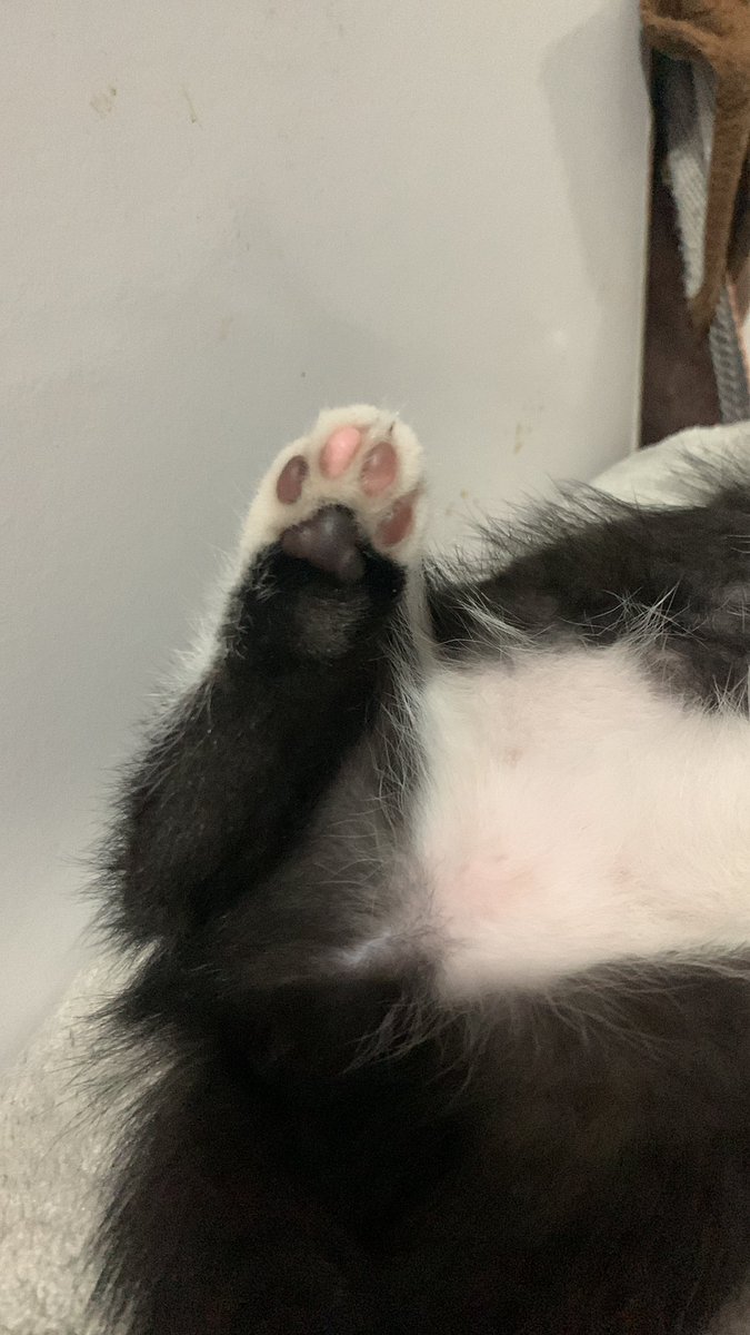 mauren_vm's tweet photo. Temos um carimbo novo 🐱 https://t.co/QtLeGKkf5j