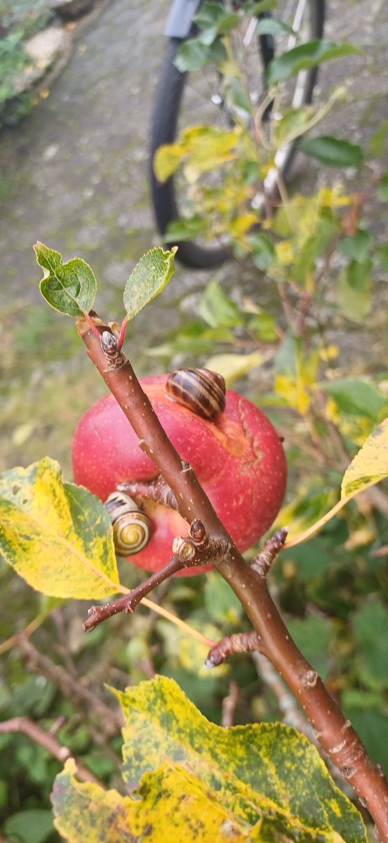 Baggaard's tweet image. Dinning for two on The Red Apple,  slowfood