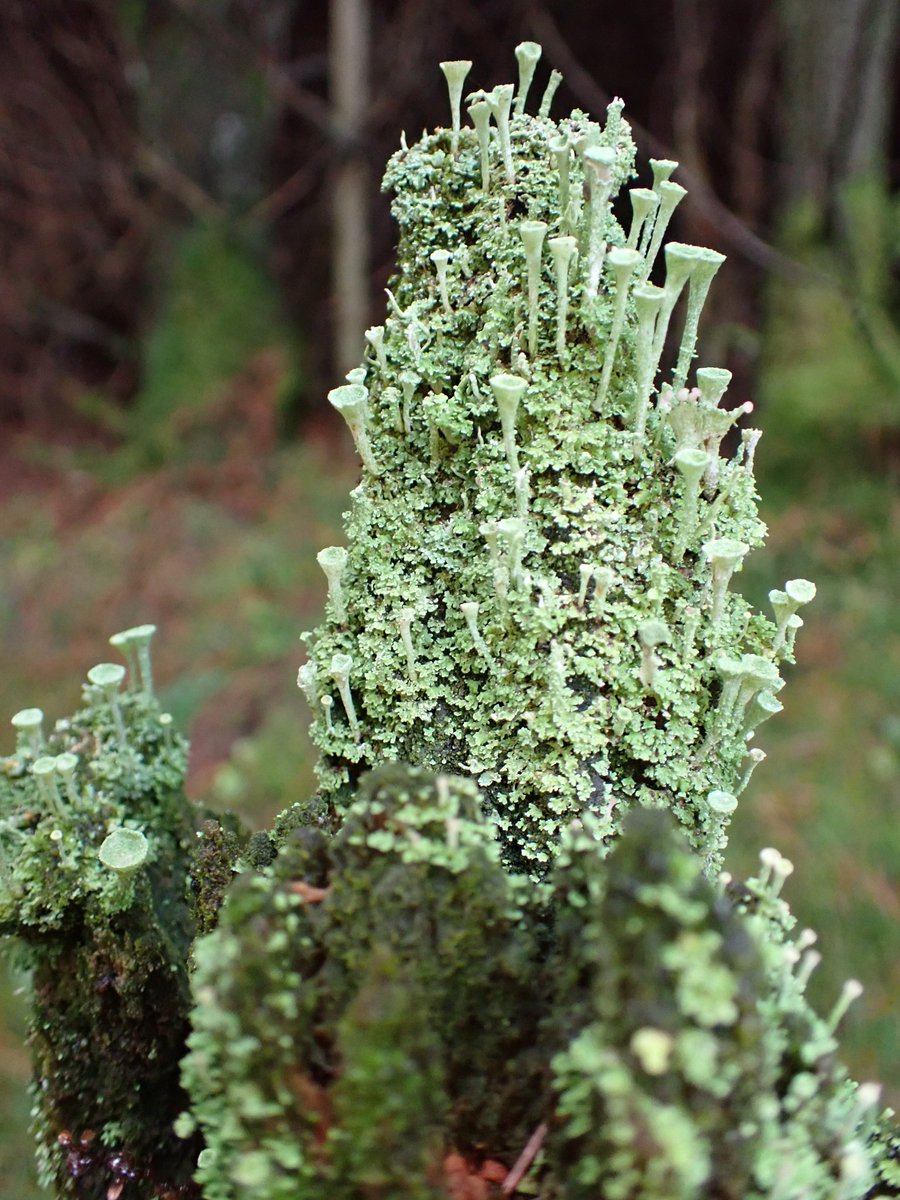 On yesterdays fungi foray. Well, who can resist some Cladonia !😊 <a href="/mothgarden/">Jenny Seawright</a>