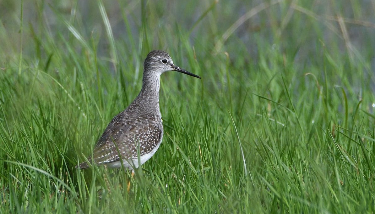 🆕🚨 Archibebe patigualdo chico (Taringa flavipes) Bilurico patiamarelo pequeno.
📌 Sanxenxo (Po).
🗓️20/10/24
🔎 Juan Antonio Gómez Escariz.
📕 Rareza en España.
📷 Cedida por el autor.