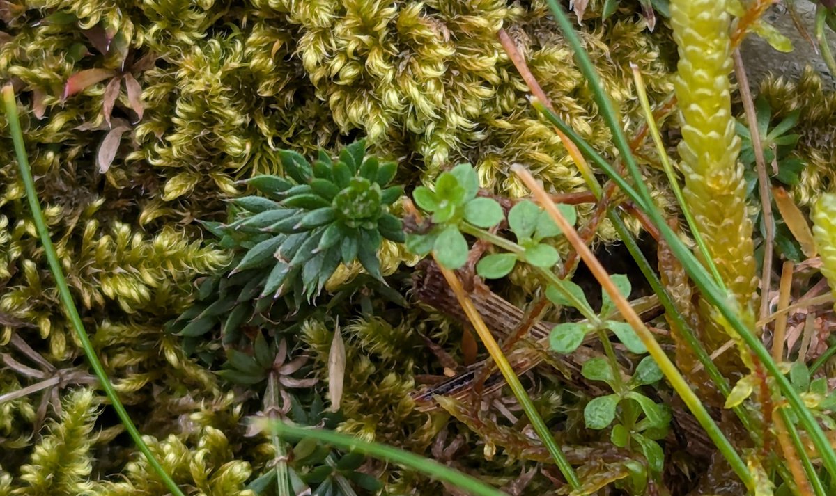 Was great to see so much Limestone Bedstraw (Galium sterneri) last week in the Yorkshire Dales... Its similar to Heath Bedstraw, but has distinctive backward-pointing prickles on the leaf margins. I even spotted them growing together! (Limestone left, Heath right)
#Wildflowerhour