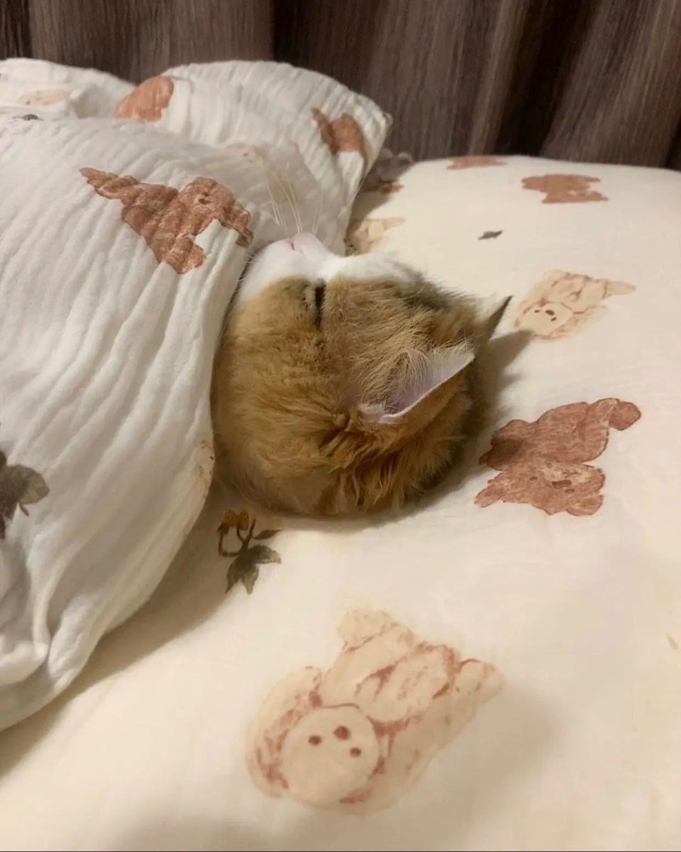 Catsillyness's tweet photo. She is eepying https://t.co/QSCEucM2oj