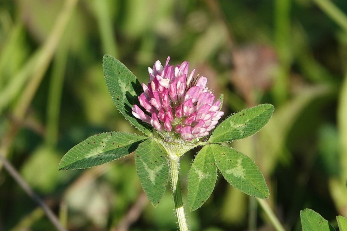 #wildflowerhourNL 
* herfsttijloos
* cichorei
* knoopkruid
* rode klaver