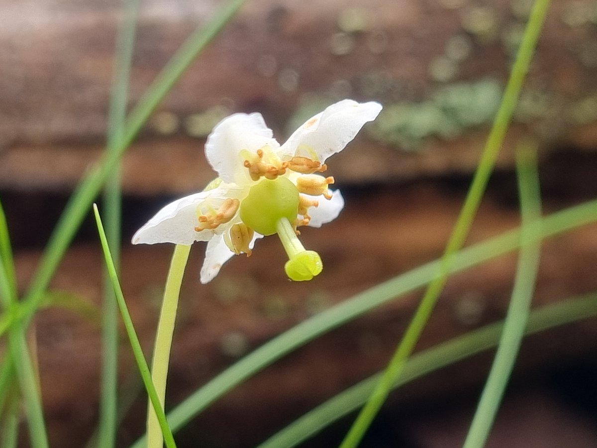 BSBI Scotland (@bsbiscotland) on Twitter photo Join us for the #ScotBotanistsConf <a href="/TheBotanics/">Royal Botanic Garden Edinburgh</a> to hear all about how <a href="/PlantlifeScot/">Plantlife Scotland</a> are giving our pinewood specialists like this amazing One-flowered Wintergreen a boost!
Head to: bsbi.org/scottish-annua… to book your place, but hurry - they are filling fast! Join us for the #ScotBotanistsConf <a href="/TheBotanics/">Royal Botanic Garden Edinburgh</a> to hear all about how <a href="/PlantlifeScot/">Plantlife Scotland</a> are giving our pinewood specialists like this amazing One-flowered Wintergreen a boost!
Head to: bsbi.org/scottish-annua… to book your place, but hurry - they are filling fast!