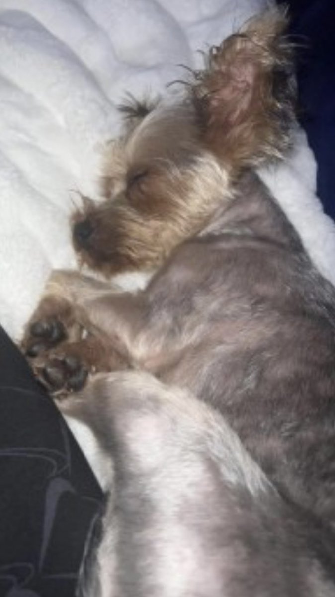 #StolenDogHour 

DAISY STOLEN WHEN FAMILY MEMBER ASSAULTED
Female #YorkshireTerrier
Young Adult Grey/Brown CHIPPED 
15/12/23
#Crewe #Cheshire #CW1
“2 boys came, My Grandmother tried to tell them was our dog but they pushed her &amp; swore &amp; took Daisy

doglost.co.uk/dog-blog.php?d…
PLS RT
