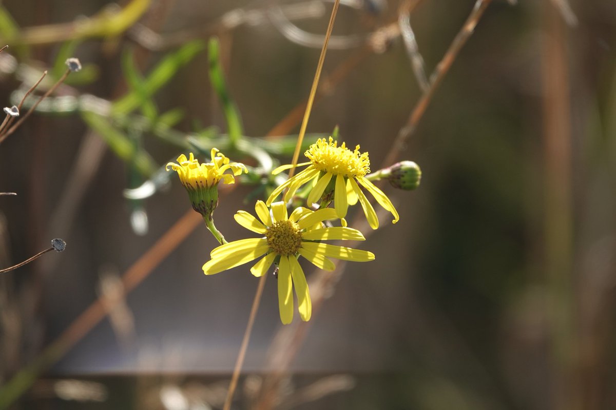 #wildflowerhourNL 
* eikvaren
* boerenwormkruid 
* paardenbloem
* bezemkruiskruid