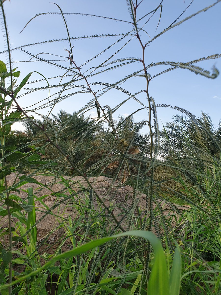 الزراعة العضوية🇸🇦 tweet media