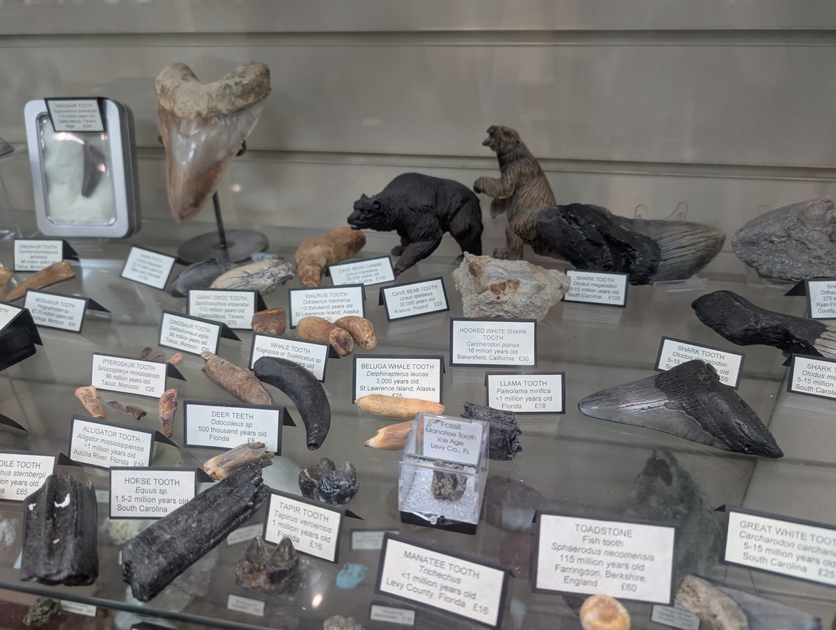 theTytoAlba's tweet photo. Bugün milyonlarca yıllık fosiller satan fosilci dükkanı konsepti ile tanıştım, 25 sterline dinozor dişi almanın bir seçenek olduğunu bilmiyordum 🤯 https://t.co/1k2Ko9FWGK