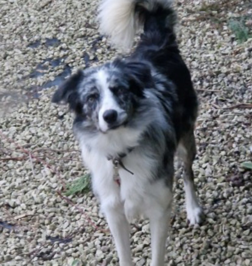 colliesontherun's tweet photo. #StolenDogHour 

BLUE #STOLEN 18/11/23 #MK44 

“#BEDFORDSHIRE
Blue disappeared from my garden on Sat afternoon in #Melchbourne,and not been seen since 
Pls share this so we can have him found and home soon TY”

CRN: 40/62883/23
#BorderCollie young adult 

https://t.co/3IQfxXx7zj https://t.co/mFP1anneHf