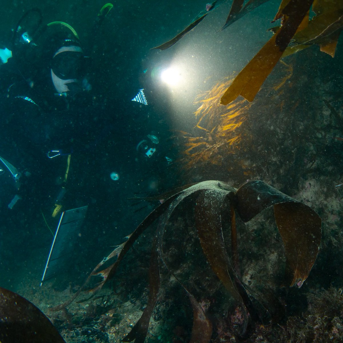 Association APECS tweet media