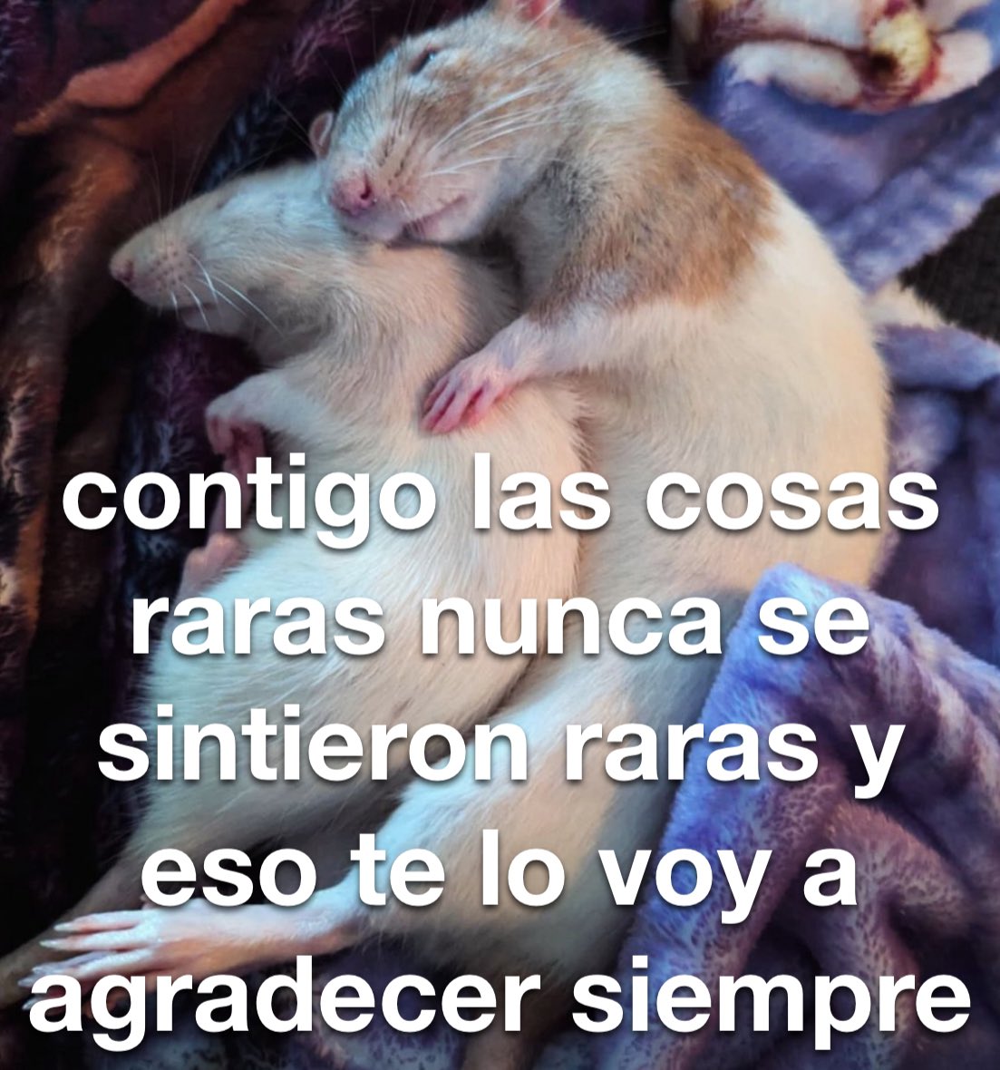 conoloracigarro's tweet photo. https://t.co/fbAy5DXYwx