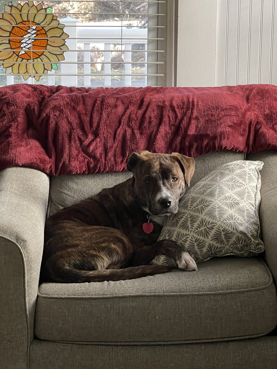 Tupac is making himself at home though still surveying all possible seating locations. This has been today’s spot. #alwaysgrateful #13pointlightningbolt #tupac #SunshineDaydream #sunflower #sunflowergratefuldead