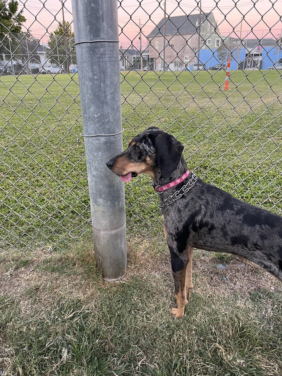cherynrobles's tweet photo. Miep making friends at the #WisnerDogPark #AdoptDontShop #rrrrescue https://t.co/Wu79SReOzL