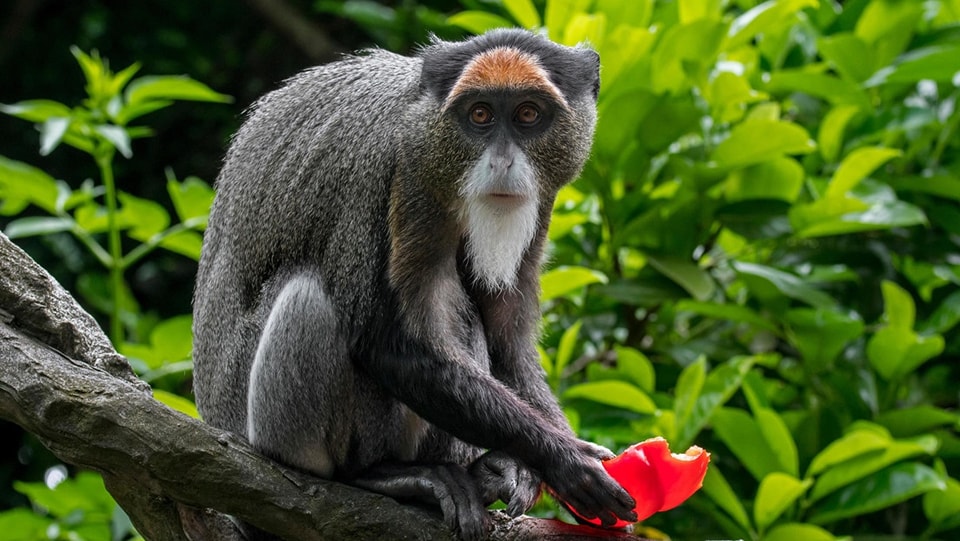radio580nic's tweet image. El Jardín Zoológico y Botánico de #HongKong confirmó la #muerte de nueve #monos de varias especies por melioidosis, por una rara y mortal #bacteria (Burkholderia pseudomallei) que afecta a los humanos. #Radio580