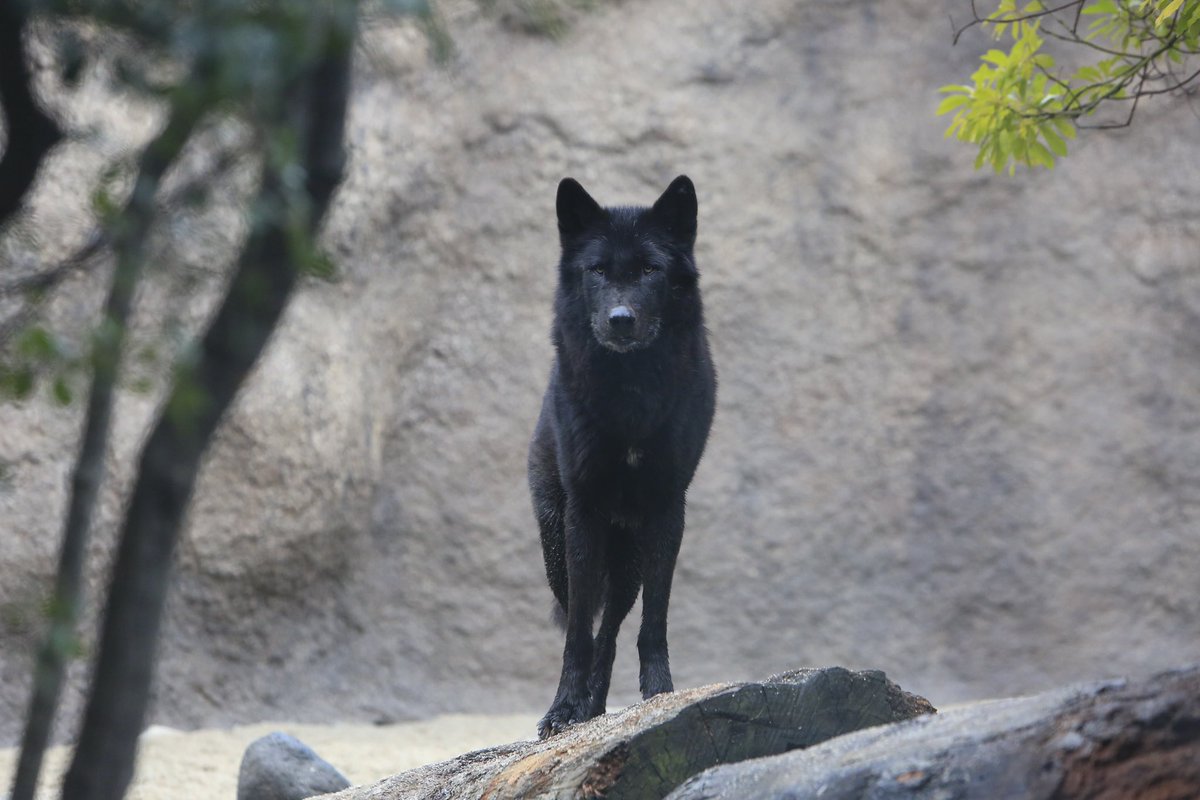 kobe_doubutsu's tweet photo. シンリンオオカミのマイケルについて

10月14日より展示をお休みし、治療および緩和ケアに努めておりましたシンリンオオカミのマイケルですが、残念ながら昨夜（20日）に治療の甲斐なく亡くなりましたのでご報告いたします。 https://t.co/f49zxVe5Cd