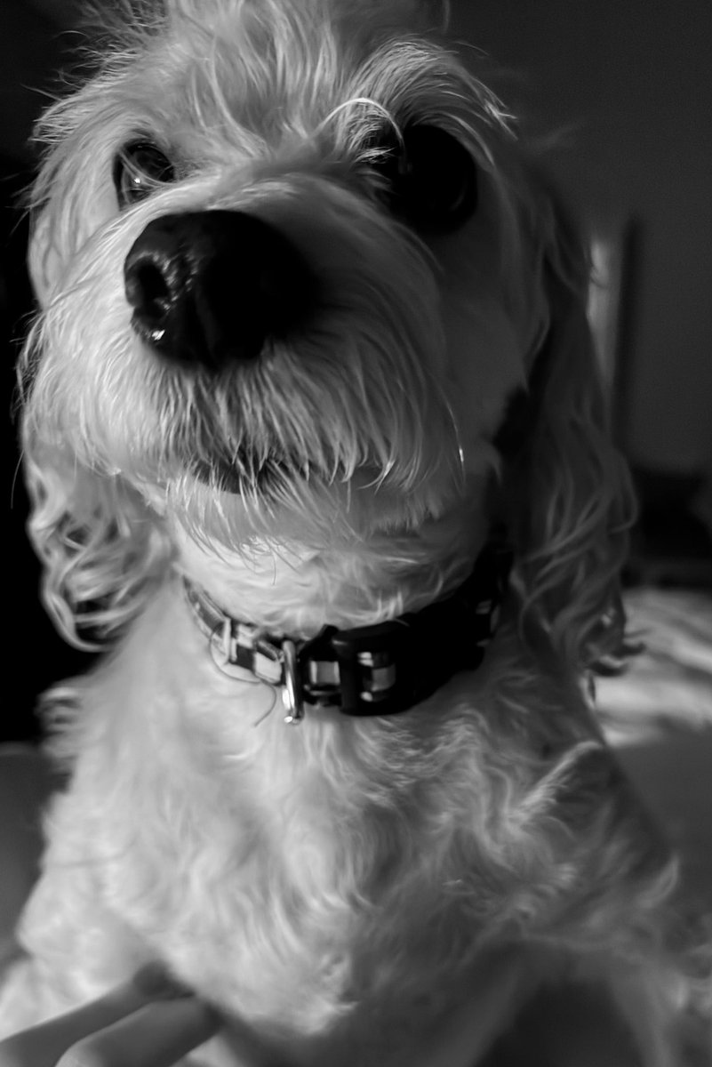 🎙Laura Steele🎙 tweet media