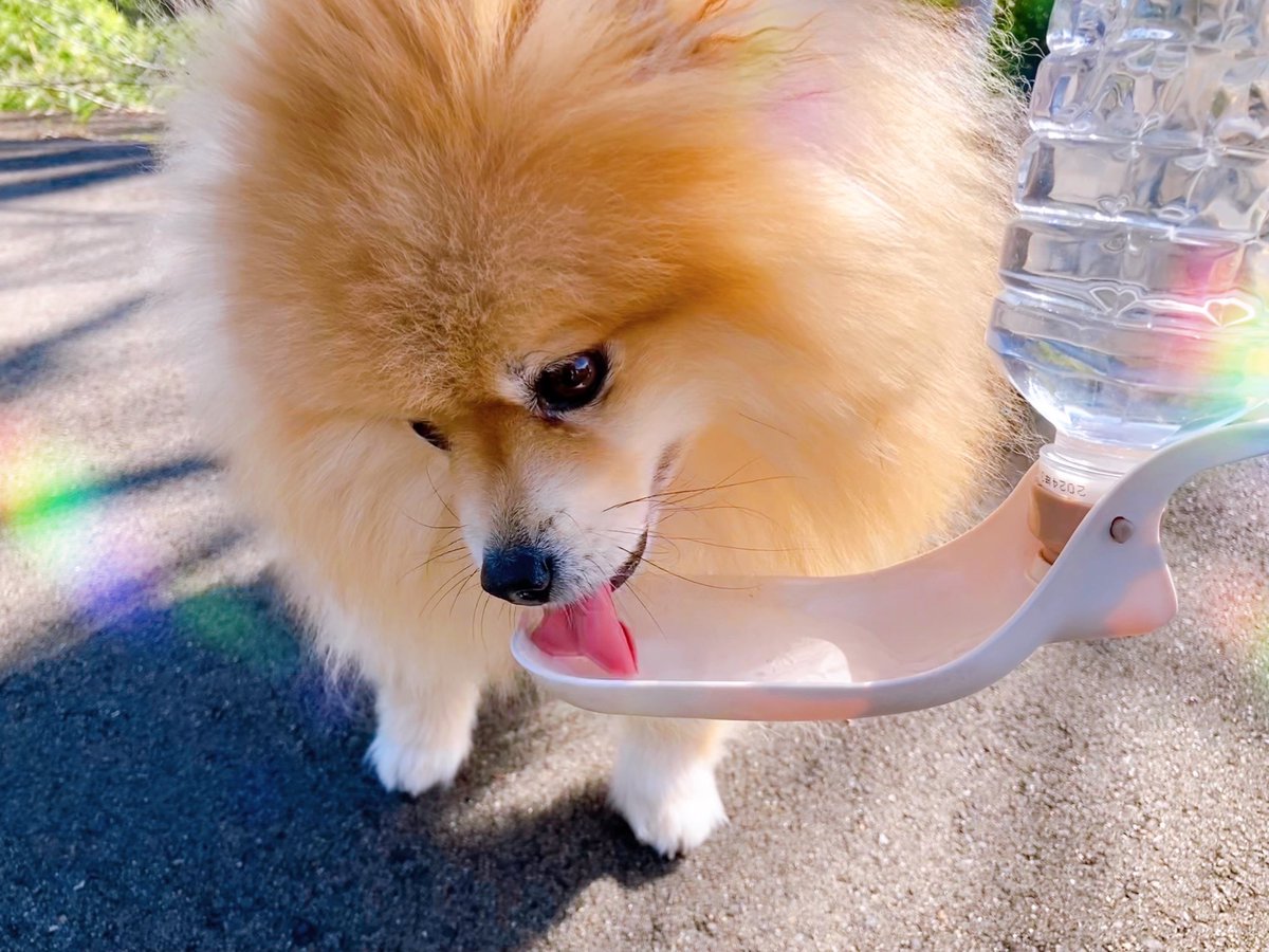 CMeter100's tweet photo. おはぽめ🔅 https://t.co/mQA6E0HhC2
