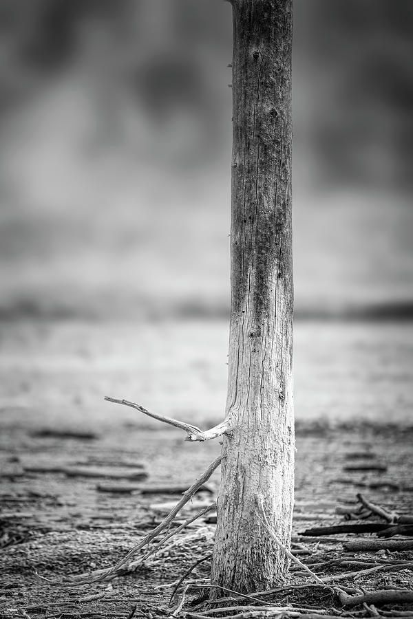 joancarroll's tweet photo. Bobby Socks Tree Yellowstone National Park Vertical! https://t.co/DZD2nfgDvB #bobbysocks #trees #blackandwhitephotography #blackandwhite #yellowstonenationalpark #photography #AYearForArt #BuyIntoArt #Travel #travelphotography #giftideas @joancarroll https://t.co/6zUB3ZVQgm