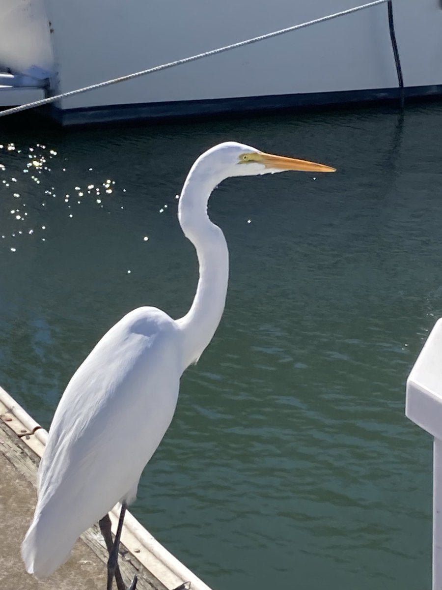 marindatanow's tweet photo. One of our neighbors is a very skilled sailor, I just learned he suffered a severe stroke a few months ago.
if he can recover a little bit more, there's a program in the East Bay that works with disabled sailors to take them back out on their boats.🙏
#BerkeleyStrong
#EastBay https://t.co/75INTRBi3z