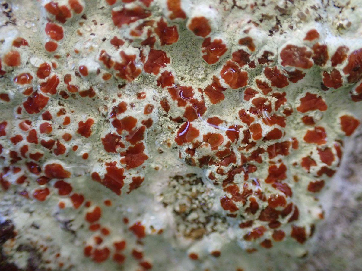More lichen mayhem !I'm presuming this little beauty is Haematomma sp.Seen today , after rain, on an old church boundary sandstone wall, North facing 😃 <a href="/specanatura/">Anthony Speca</a>  <a href="/mothgarden/">Jenny Seawright</a>