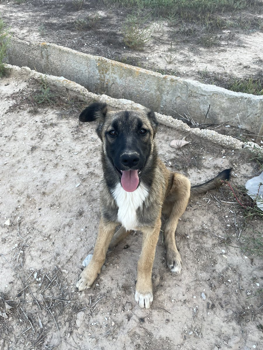 Estoy buscando adopción responsable para unas cachorritas de pastor belga. Son 3 + su mamá, sería genial encontrarles hogares donde las cuiden como merecen y puedan crecer felices. Son muy buenas y cariñosas, y súper inteligentes. + info por privado 🥹