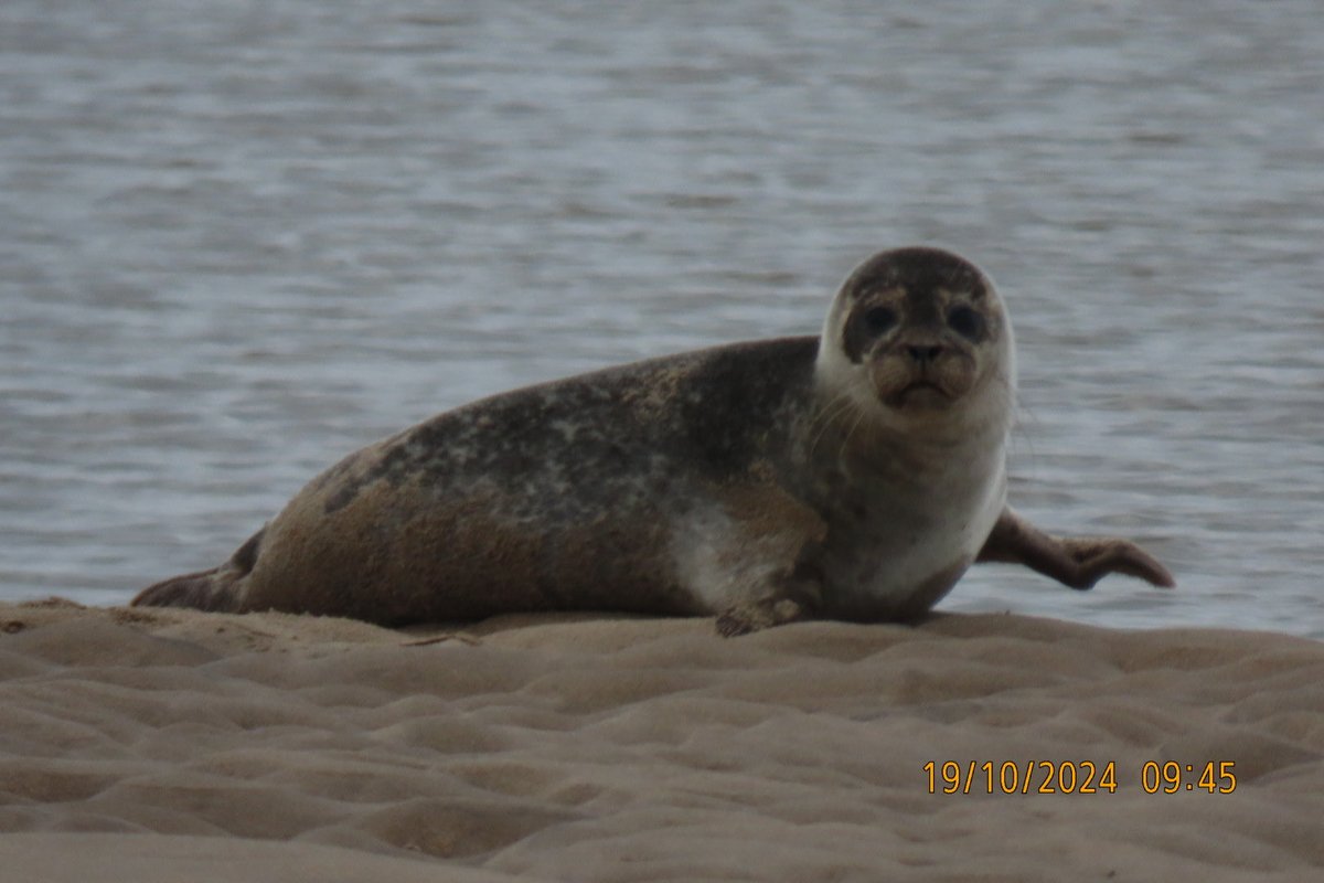 CarolynSteven's tweet photo. Great morning on Lindisfarne yesterday,sitting in the’’summer’’ sun listening to Barnacle and Brent Geese and to the calls of Grey Seals.We then rushed to see the Siberian Stonechat on the other side of the island which we managed to see before rushing back for the tide. https://t.co/rcC9guLxOf