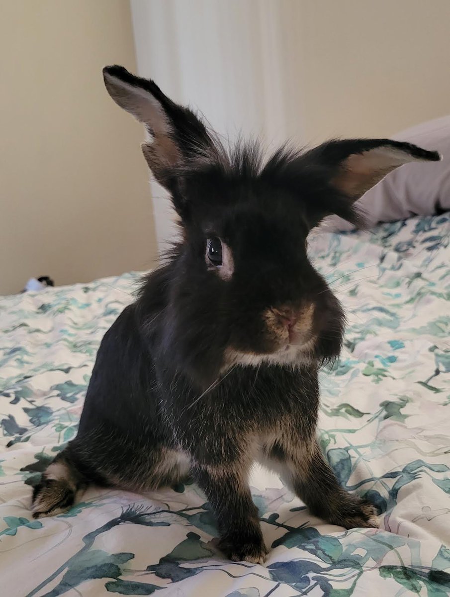 Did you know that we offer weekly free Zoom classes on a variety of topics like rabbit care, behavior and bonding? We also offer free one-on-one behavior and bonding support consultations by appointment and a free pet loss support group. 💖🐰

Sign up now: center.houserabbit.org/services/class…