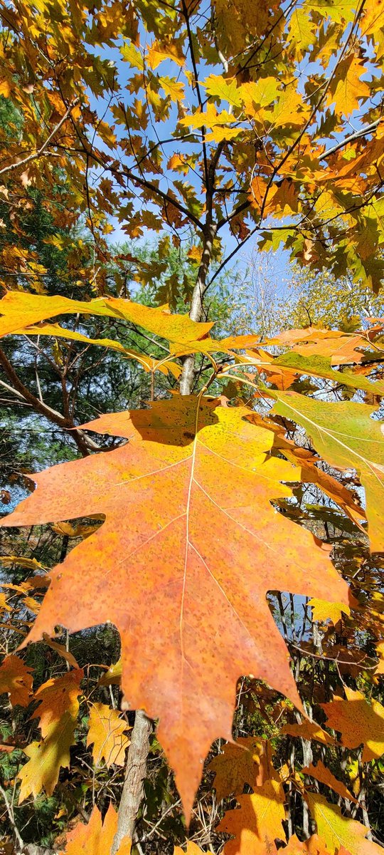 GSn04401's tweet image. Today's #adventureday brought us out for another GORGEOUS Fall walk along the Penobscot River.  It is such a privilege to live here in Maine..we feel very lucky. #getoutside #appreciatenature #mainethings