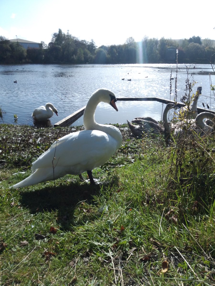 SimpleShots1's tweet photo. Mama swan and her cygnets. Father in the background.
Nantyglo - Wales

#Swans #cygnets #Wildlife #simpleshots #photography https://t.co/c3CvXMxfks
