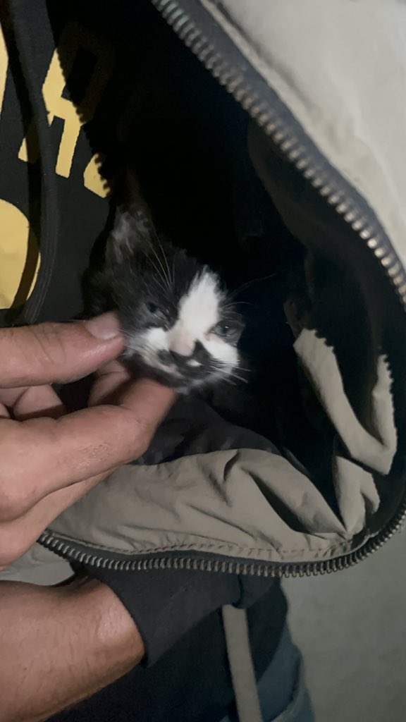 Today, amidst the constant bombing of my sad city, I found a little kitten crying alone on the beach from the cold. I couldn't ignore her sad eyes, so I took her in. I believe that every creature deserves a second chance. Let's give them the love they need.🐾🆘🫂🫶🏻#AnimalRescue